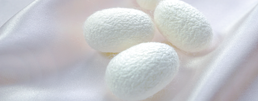 新シルク産業創造事業で京都工芸繊維大学と連携のもと確立した無菌周年養蚕で生産された繭